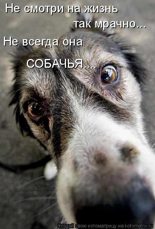 Не смотри на жизнь так мрачно... Не всегда она СОБАЧЬЯ....... Котоматрица: Не смотри на жизнь так мрачно... Не всегда она СОБАЧЬЯ....