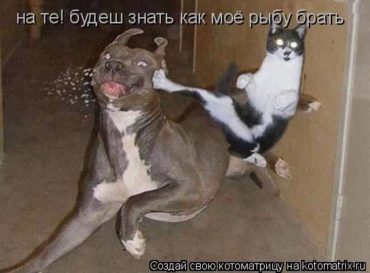 Котоматрица: хия! на те! будеш знать как моё рыбу брать