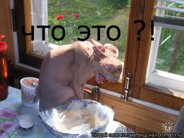 Котоматрица: что это ?!