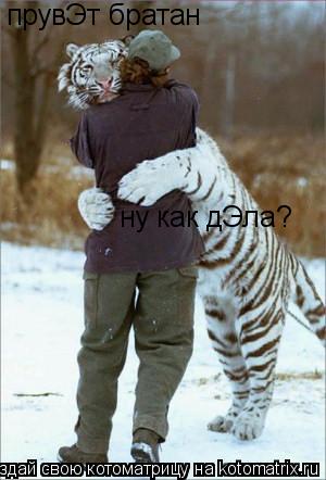 Котоматрица: прувЭт братан ну как дЭла?