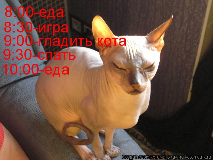 Котоматрица: 8:00-еда  8:30-игра 9:00-гладить кота 9:30-спать 10:00-еда