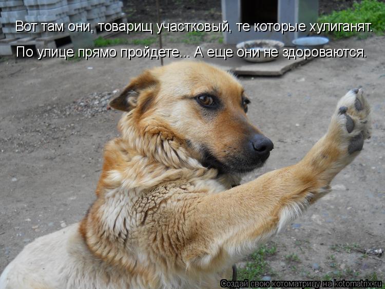 Котоматрица: Вот там они, товарищ участковый, те которые хулиганят. По улице прямо пройдете... А еще они не здороваются.