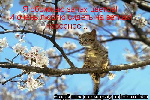 Котоматрица: Я обожжаю запах цветов! И очень люблю сидеть на ветках! наверное...