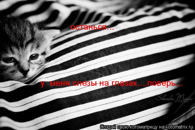 Котоматрица: останься... у  меня слезы на глазах....поверь...