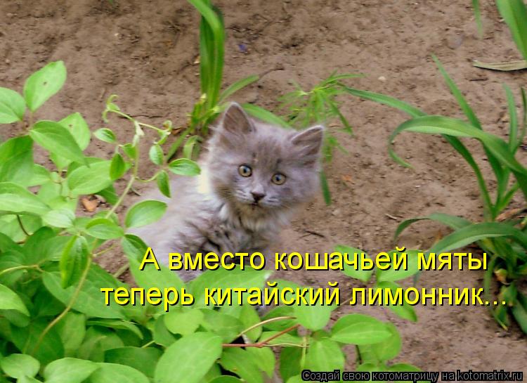 Котоматрица: А вместо кошачьей мяты теперь китайский лимонник...
