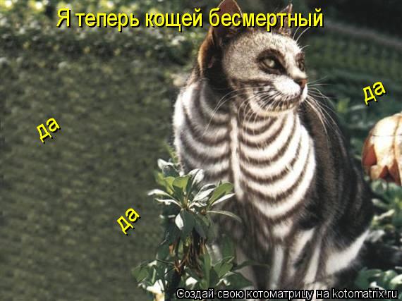 Котоматрица: Я теперь кощей бесмертный да да да