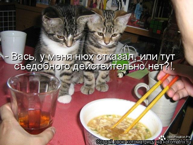 Котоматрица: - Вась, у меня нюх отказал, или тут съедобного действительно нет?!.