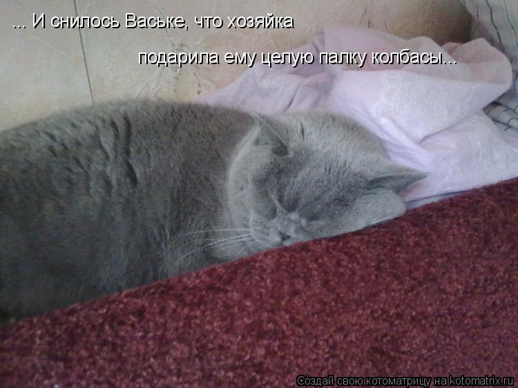 ... И снилось Ваське, что хозяйка подарила ему целую палку колбасы...... Котоматрица: ... И снилось Ваське, что хозяйка подарила ему целую палку колбасы...