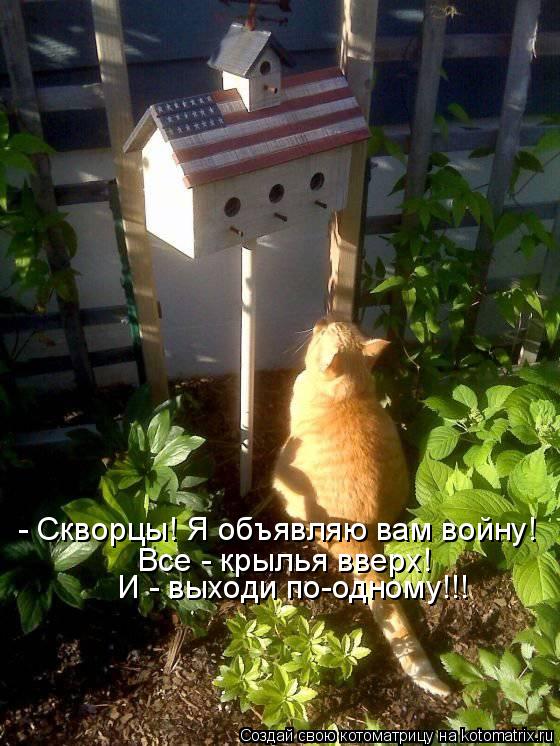 Котоматрица: - Скворцы! Я объявляю вам войну! Все - крылья вверх!  И - выходи по-одному!!!