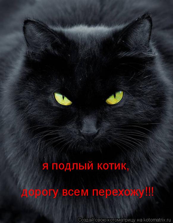 я подлый котик, дорогу всем перехожу!!!... Котоматрица: я подлый котик, дорогу всем перехожу!!!