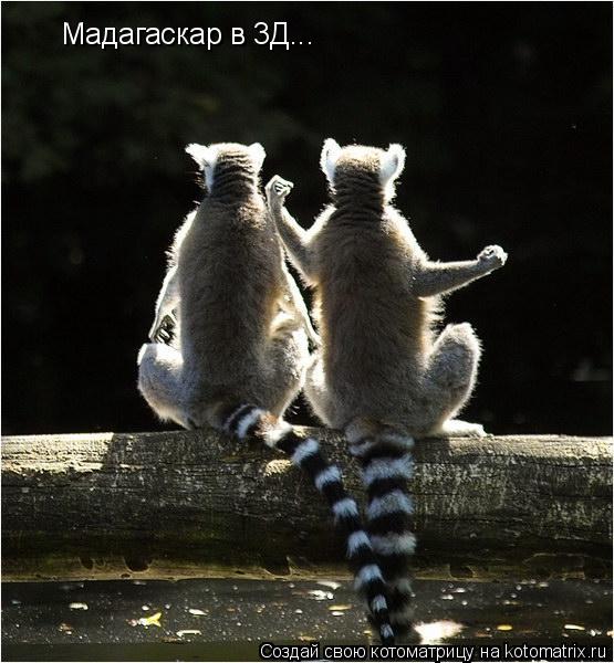 Мадагаскар в 3Д...... Котоматрица: Мадагаскар в 3Д...