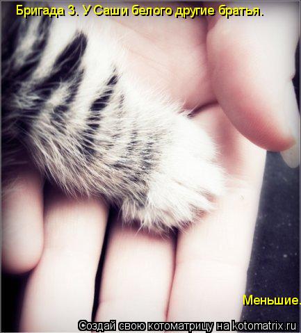 Бригада 3. У Саши белого другие братья. Меньшие.... Котоматрица: Бригада 3. У Саши белого другие братья. Меньшие.