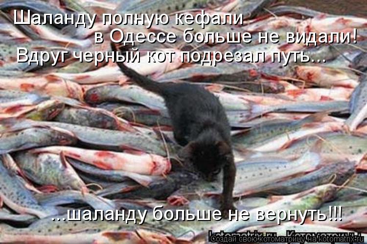 Котоматрица: Шаланду полную кефали в Одессе больше не видали! Вдруг черный кот подрезал путь... ...шаланду больше не вернуть!!!