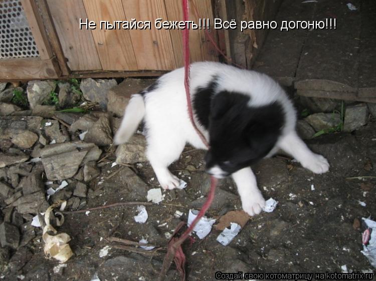 Не пытайся бежеть!!! Всё равно догоню!!!... Котоматрица: Не пытайся бежеть!!! Всё равно догоню!!!