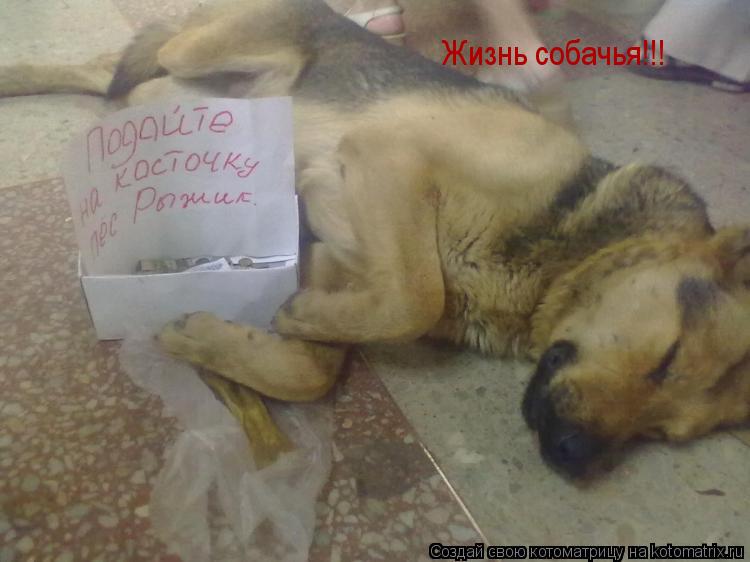 Жизнь собачья!!!... Котоматрица: Жизнь собачья!!!
