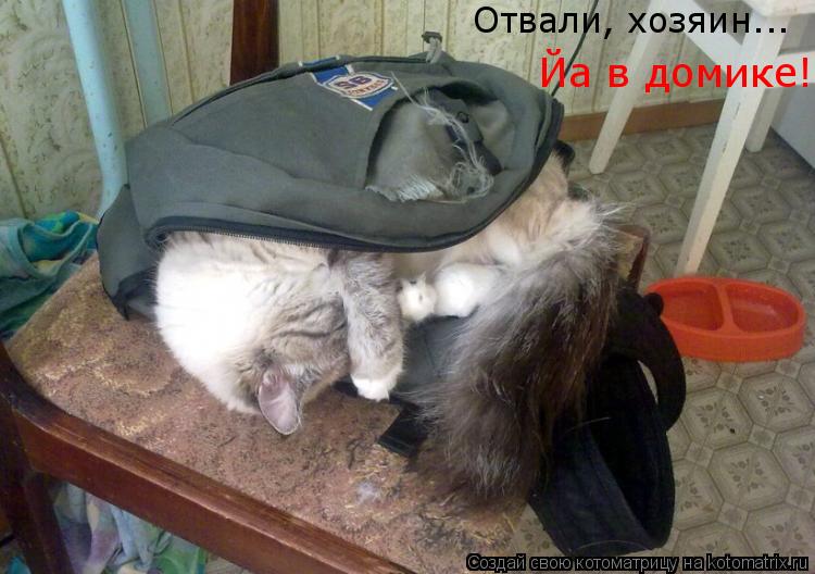 Отвали, хозяин... Йа в домике!... Котоматрица: Отвали, хозяин... Йа в домике!