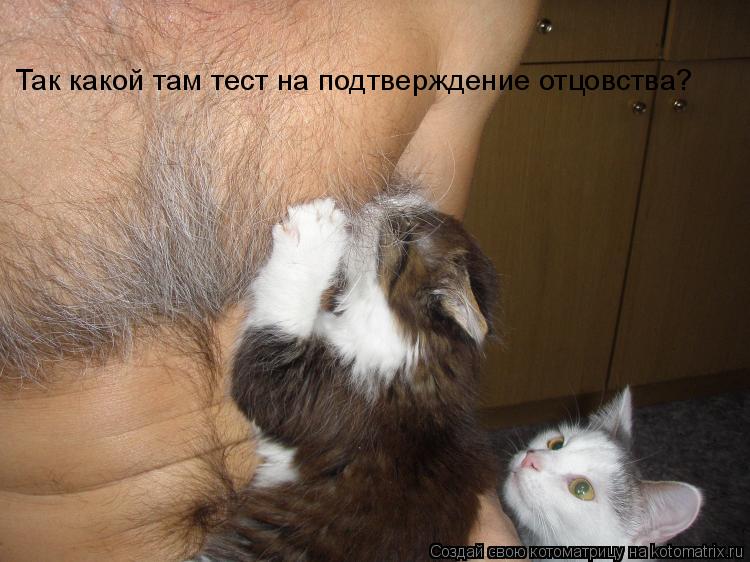 Так какой там тест на подтверждение отцовства?... Котоматрица: Так какой там тест на подтверждение отцовства?