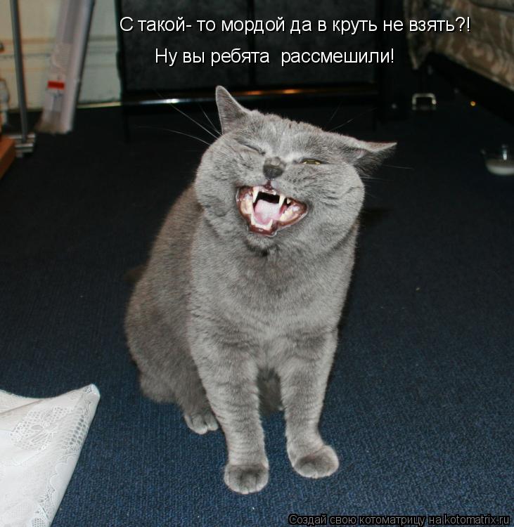 С такой- то мордой да в круть не взять?! Ну вы ребята рассмешили!... Котоматрица: С такой- то мордой да в круть не взять?! Ну вы ребята рассмешили!