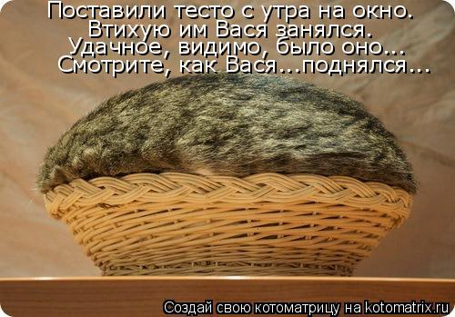 Поставили тесто с утра на окно. Втихую им Вася занялся. Удачное, видимо, было оно... Смотрите, как Ва... Котоматрица: Поставили тесто с утра на окно. Втихую им Вася занялся. Удачное, видимо, было оно... Смотрите, как Вася...поднялся...