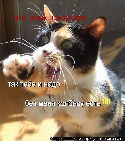 что, язык прикусила так тебе и надо без меня колбасу есть !!!!... Котоматрица: что, язык прикусила так тебе и надо без меня колбасу есть !!!!
