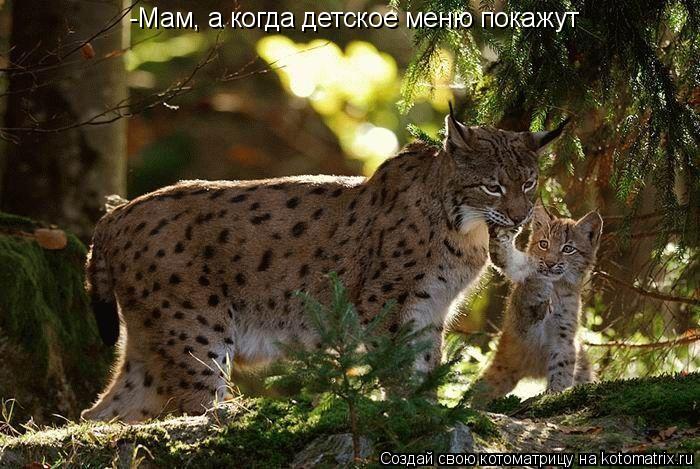 Котоматрица: -Мам, а когда детское меню покажут