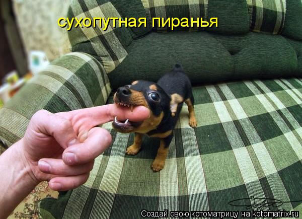 Котоматрица: сухопутная пиранья