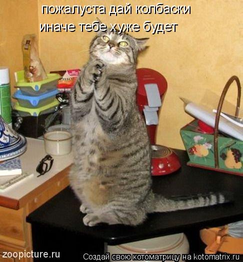 Котоматрица: пожалуста дай колбаски иначе тебе хуже будет