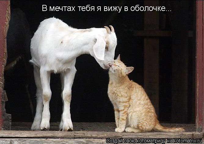 В мечтах тебя я вижу в оболочке...... Котоматрица: В мечтах тебя я вижу в оболочке...