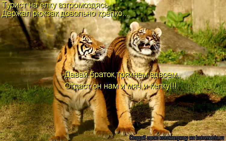 Турист на елку взгромоздясь, Держал рюкзак довольно крепко... -Давай,браток,тряхнем вдвоем, Отдаст он... Котоматрица: Турист на елку взгромоздясь, Держал рюкзак довольно крепко... -Давай,браток,тряхнем вдвоем, Отдаст он нам и мяч,и кепку!!!