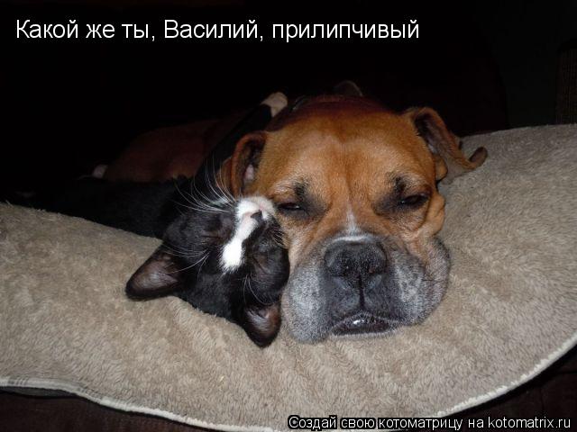 Какой же ты, Василий, прилипчивый... Котоматрица: Какой же ты, Василий, прилипчивый