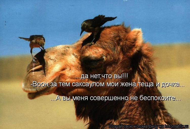 ...да нет,что вы!!! -Воон,за тем саксаулом мои жена,теща и дочка... ...А вы меня совершенно не беспок... Котоматрица: ...да нет,что вы!!! -Воон,за тем саксаулом мои жена,теща и дочка... ...А вы меня совершенно не беспокоите...