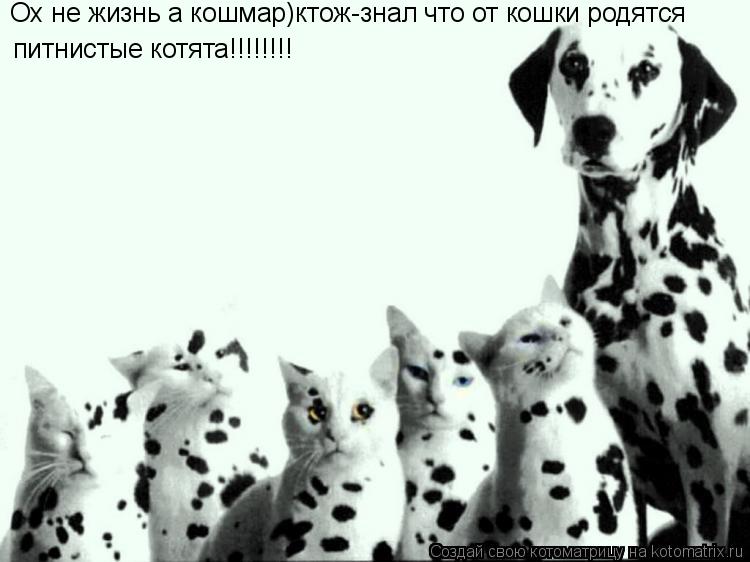 Ох не жизнь а кошмар)ктож-знал что от кошки родятся питнистые котята!!!!!!!!... Котоматрица: Ох не жизнь а кошмар)ктож-знал что от кошки родятся питнистые котята!!!!!!!!