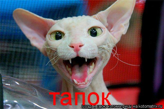 тапок... Котоматрица: тапок