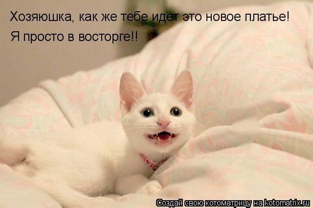 Хозяюшка, как же тебе идет это новое платье! Я просто в восторге!!... Котоматрица: Хозяюшка, как же тебе идет это новое платье! Я просто в восторге!!