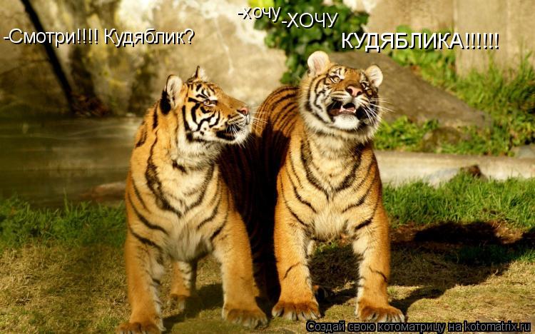 -Смотри!!!! Кудяблик? -хочу -ХОЧУ КУДЯБЛИКА!!!!!!... Котоматрица: -Смотри!!!! Кудяблик? -хочу -ХОЧУ КУДЯБЛИКА!!!!!!