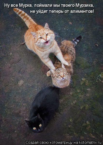 Ну все Мурка, поймали мы твоего Мурзика, не уйдет теперь от алиментов!... Котоматрица: Ну все Мурка, поймали мы твоего Мурзика, не уйдет теперь от алиментов!