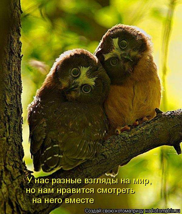 У нас разные взгляды на мир, но нам нравится смотреть на него вместе... Котоматрица: У нас разные взгляды на мир, но нам нравится смотреть на него вместе