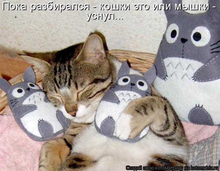 Пока разбирался - кошки это или мышки - уснул...... Котоматрица: Пока разбирался - кошки это или мышки - уснул...