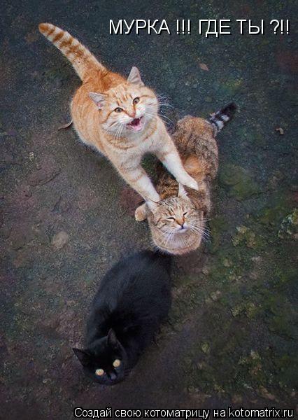 МУРКА !!! ГДЕ ТЫ ?!!... Котоматрица: МУРКА !!! ГДЕ ТЫ ?!!