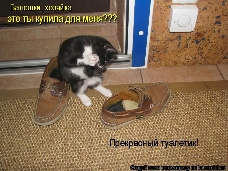 Батюшки, хозяйка это ты купила для меня??? Прекрасный туалетик!... Котоматрица: Батюшки, хозяйка это ты купила для меня??? Прекрасный туалетик!