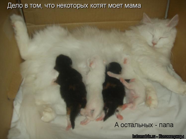 Дело в том, что некоторых котят моет мама А остальных - папа... Котоматрица: Дело в том, что некоторых котят моет мама А остальных - папа