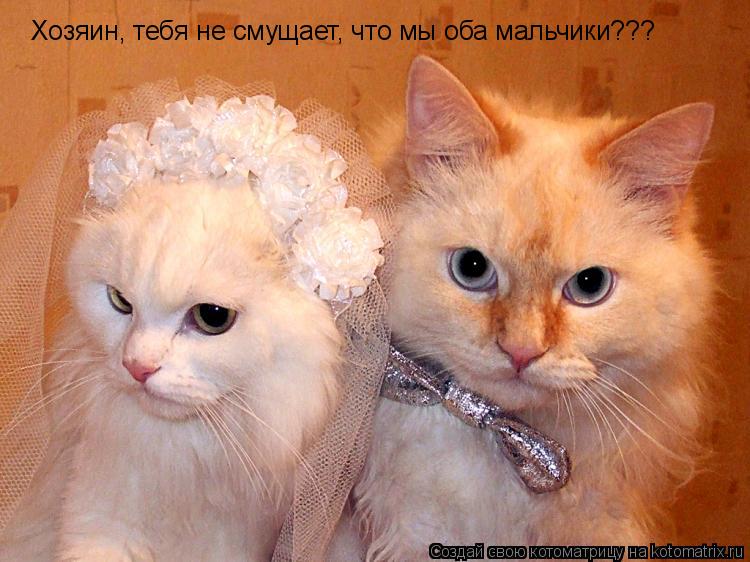Хозяин, тебя не смущает, что мы оба мальчики???... Котоматрица: Хозяин, тебя не смущает, что мы оба мальчики???