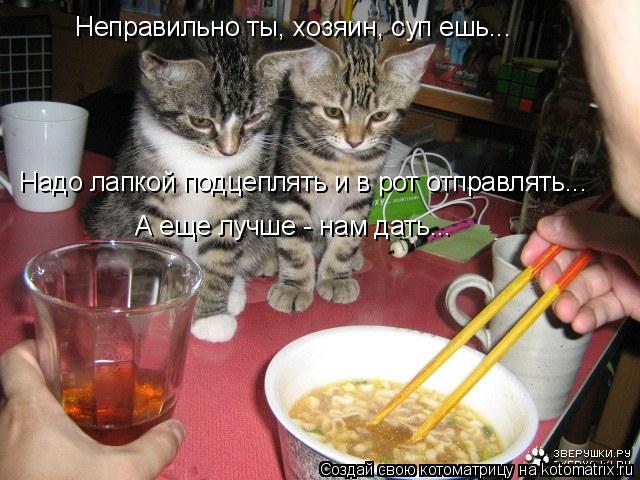 Неправильно ты, хозяин, суп ешь... Надо лапкой подцеплять и в рот отправлять... А еще лучше - нам дат... Котоматрица: Неправильно ты, хозяин, суп ешь... Надо лапкой подцеплять и в рот отправлять... А еще лучше - нам дать...