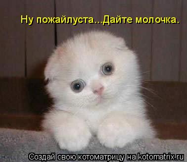 Ну пожайлуста...Дайте молочка.... Котоматрица: Ну пожайлуста...Дайте молочка.