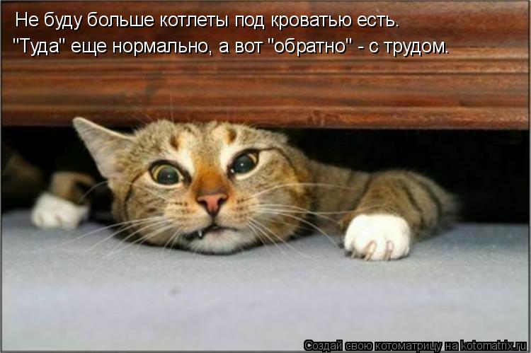 Не буду больше котлеты под кроватью есть. "Туда" еще нормально, а вот "обратно" - с трудом.... Котоматрица: Не буду больше котлеты под кроватью есть. "Туда" еще нормально, а вот "обратно" - с трудом.
