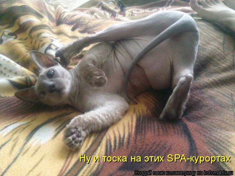 Ну и тоска на этих SPA-курортах... Котоматрица: Ну и тоска на этих SPA-курортах