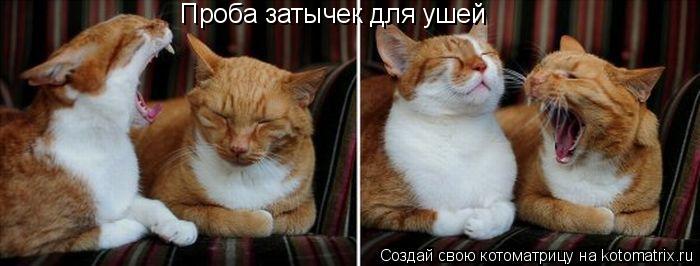 Котоматрица: Проба затычек для ушей