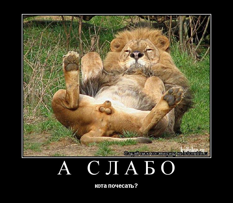 А слабо кота почесать?... Котоматрица: А слабо кота почесать?