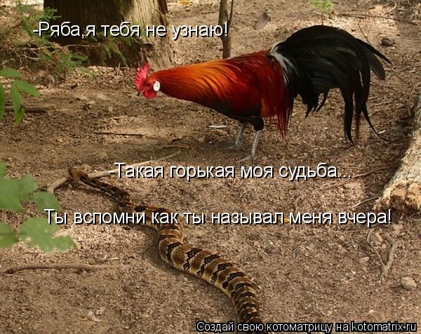 -Ряба,я тебя не узнаю! -Такая горькая моя судьба... Ты вспомни как ты называл меня вчера!... Котоматрица: -Ряба,я тебя не узнаю! -Такая горькая моя судьба... Ты вспомни как ты называл меня вчера!