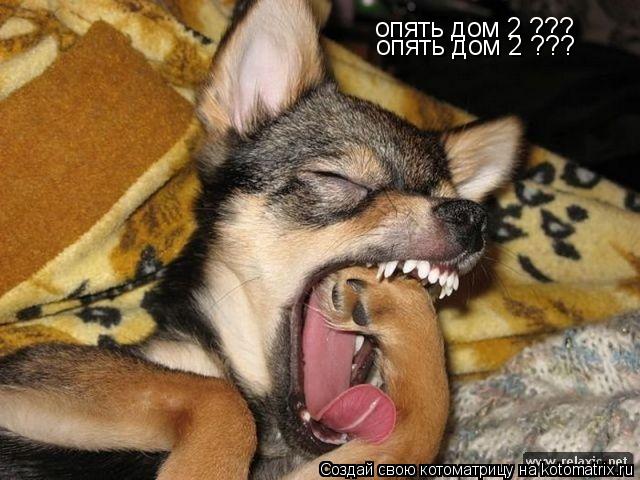 опять дом 2 ??? опять дом 2 ???... Котоматрица: опять дом 2 ??? опять дом 2 ???